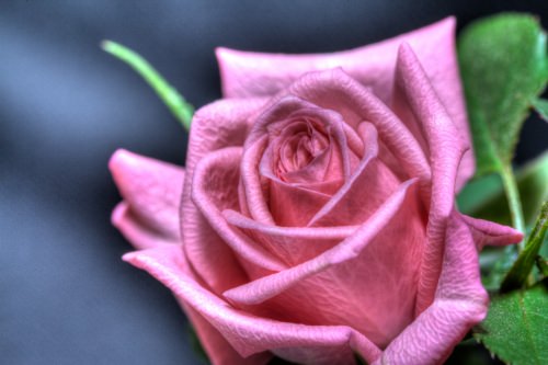 Pink Rose