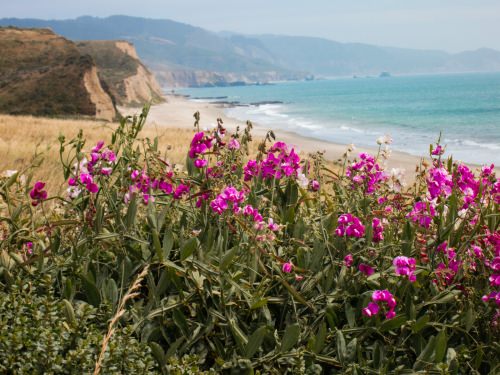 Pt Reyes trail