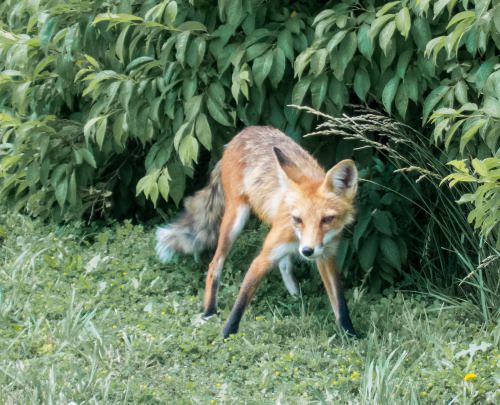 Fox on Trail