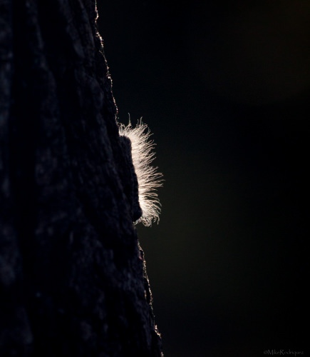 Walnut Caterpillar Larvae