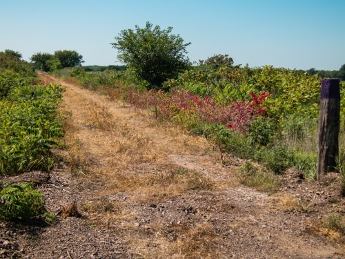 Meadowlark Trail