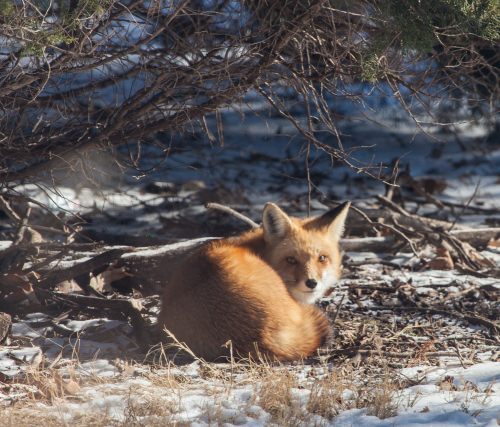 Backyard Fox