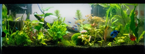 20 gallon planted tank