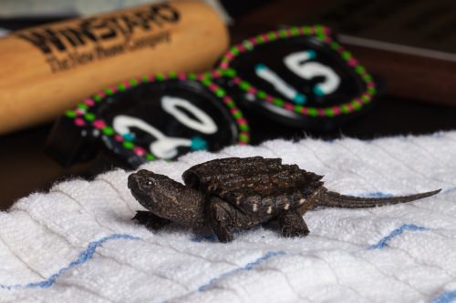 Baby snapping turtle