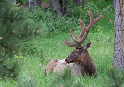 Estes Park Trip June 2015