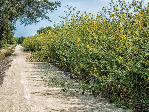 Sunflowers on the Meadowlark Trail