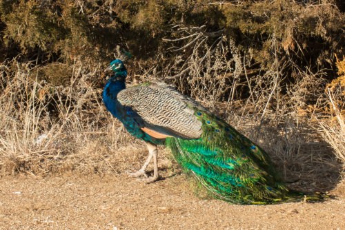 Colorful Peacock