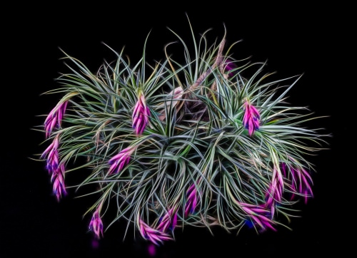 Beautiful succulent air plant