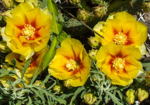 Cactus Flowers on Meadowlark Trail