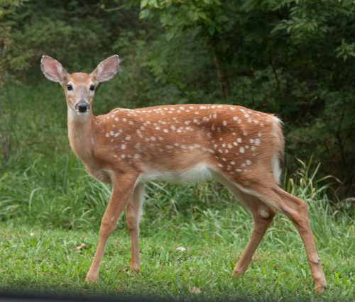 Clinton Lake Fawn