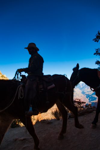 Grand Canyon Hike: Mules on the Trail