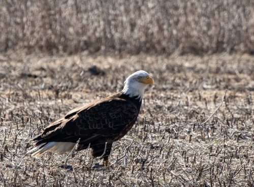 Bald Eagle