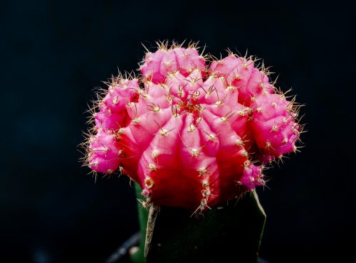 41 shot stacked cactus