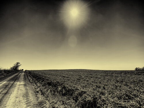 Rural Kansas Wheat Field