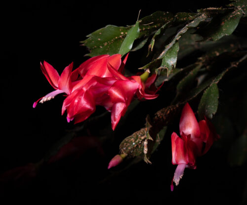 Christmas Cactus 2020