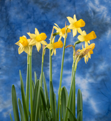 Spring Preview: Daffodils