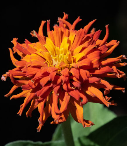 Striking Zinnia